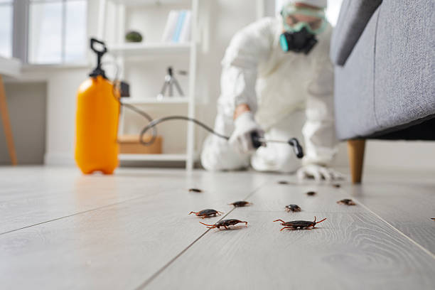 Post-Treatment Bed Bug Interceptor Monitoring in Fuller Heights